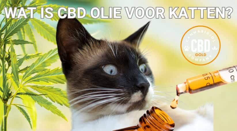 wat is cbd voor katten?
